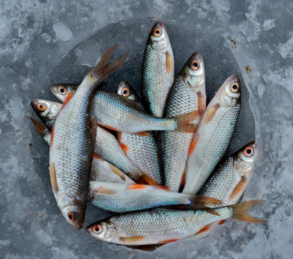 Fish Consumption: Balancing the Health Benefits and Contaminants - The Ladybird Company